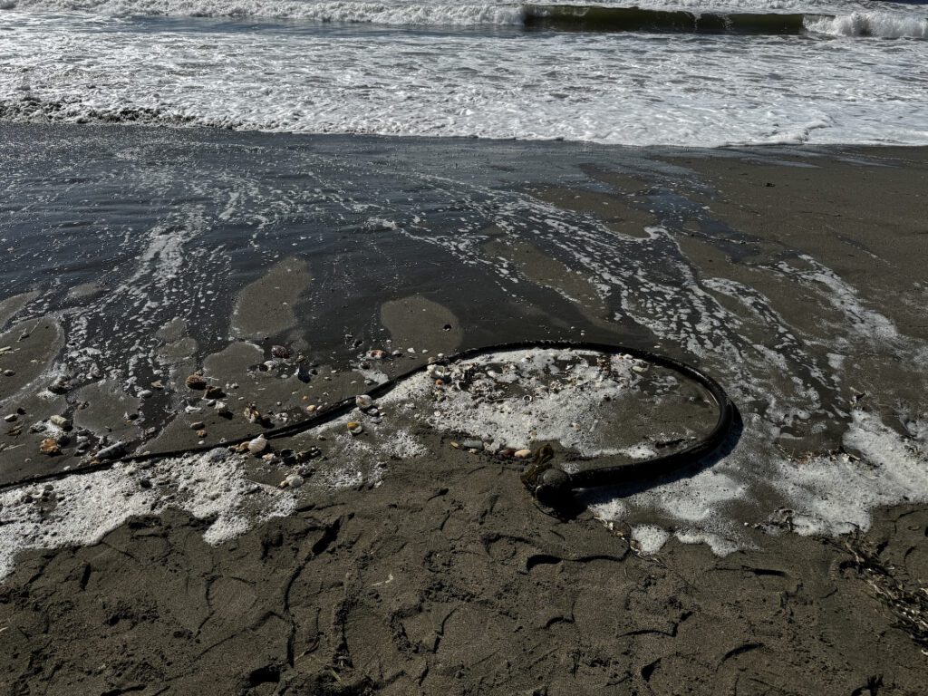 A fish is swimming in the water on the beach.