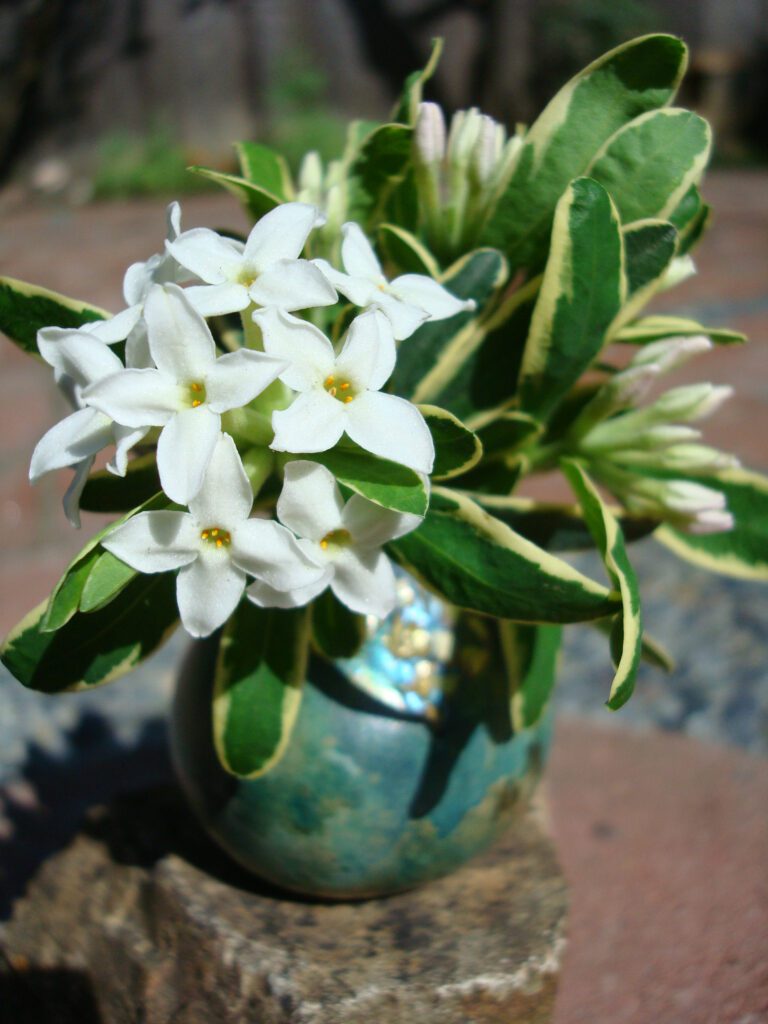 A close up of some flowers in a vase