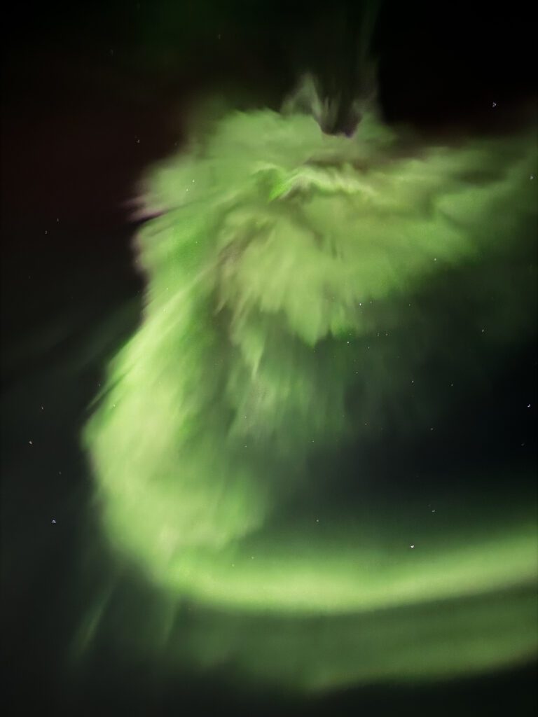 A cat is standing in front of the aurora.