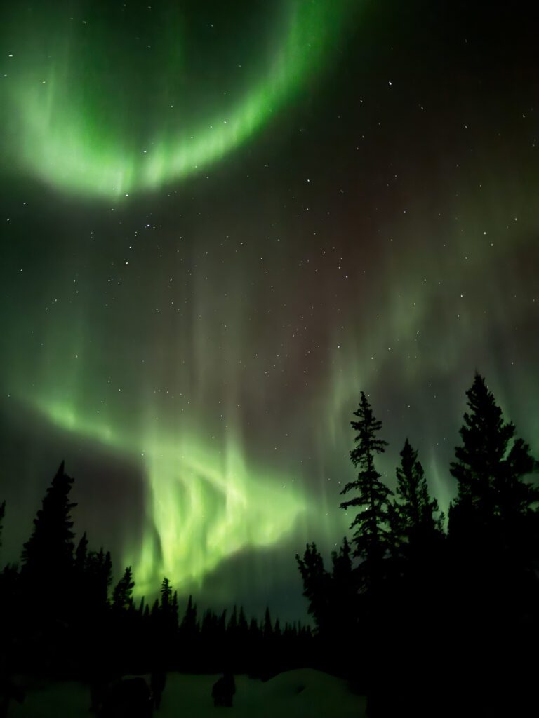 A green and yellow aurora over trees