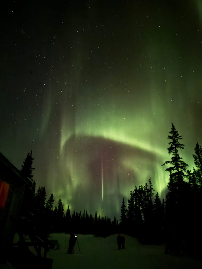 A green and purple light is above trees.